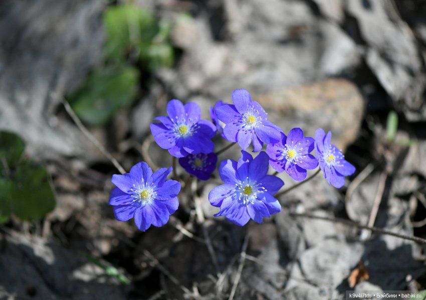 Имани и Солнечный конь. Mini Imani, автор Kaye Wiggs