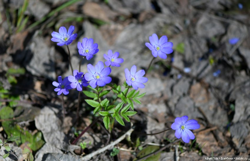 Имани и Солнечный конь. Mini Imani, автор Kaye Wiggs