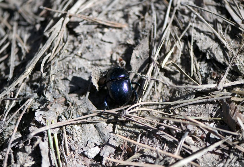 Имани и Солнечный конь. Mini Imani, автор Kaye Wiggs