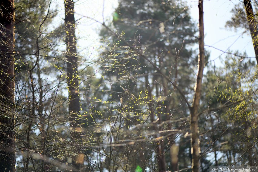 Имани и Солнечный конь. Mini Imani, автор Kaye Wiggs