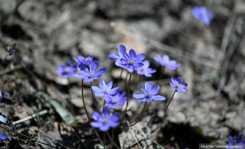 Имани и Солнечный конь. Mini Imani, автор Kaye Wiggs