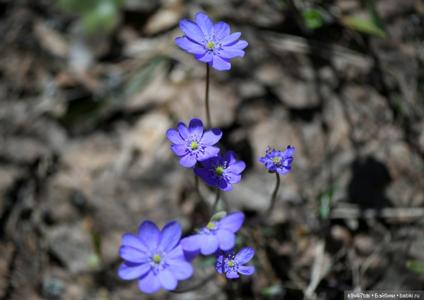 Имани и Солнечный конь. Mini Imani, автор Kaye Wiggs