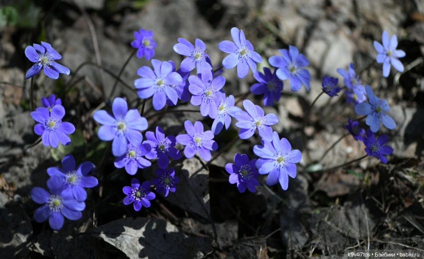 Имани и Солнечный конь. Mini Imani, автор Kaye Wiggs