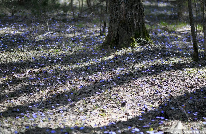 Имани и Солнечный конь. Mini Imani, автор Kaye Wiggs