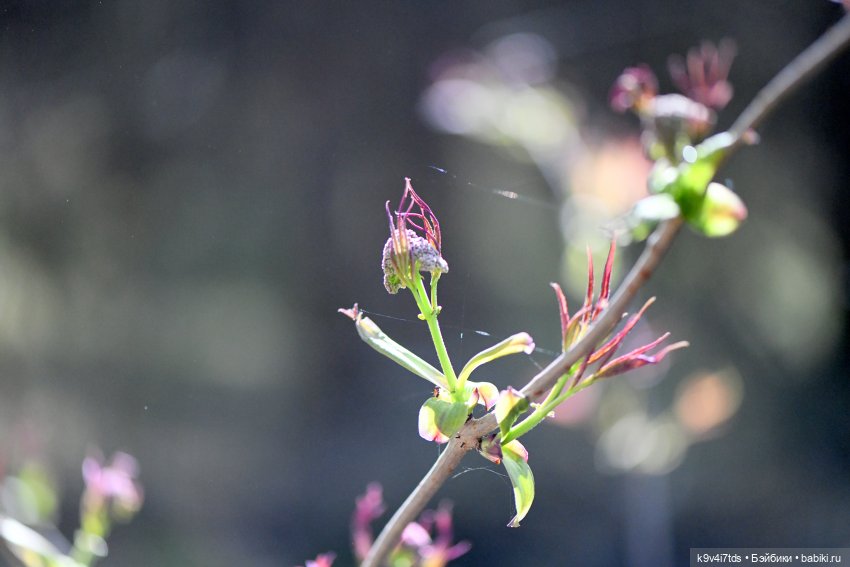Имани и Солнечный конь. Mini Imani, автор Kaye Wiggs