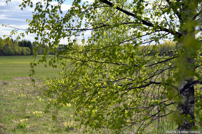 Красавица Сиун. Сиун/Xióng Xióng от Ruby Red/Руби Ред. Номер куклы 192