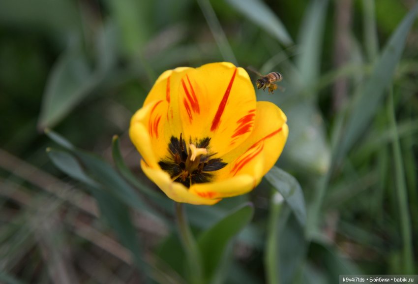 Красавица Сиун. Сиун/Xióng Xióng от Ruby Red/Руби Ред. Номер куклы 192