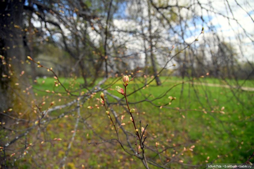 Красавица Сиун. Сиун/Xióng Xióng от Ruby Red/Руби Ред. Номер куклы 192