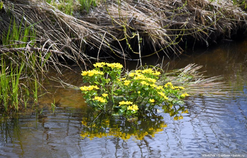 Красавица Сиун. Сиун/Xióng Xióng от Ruby Red/Руби Ред. Номер куклы 192 (фото 5)