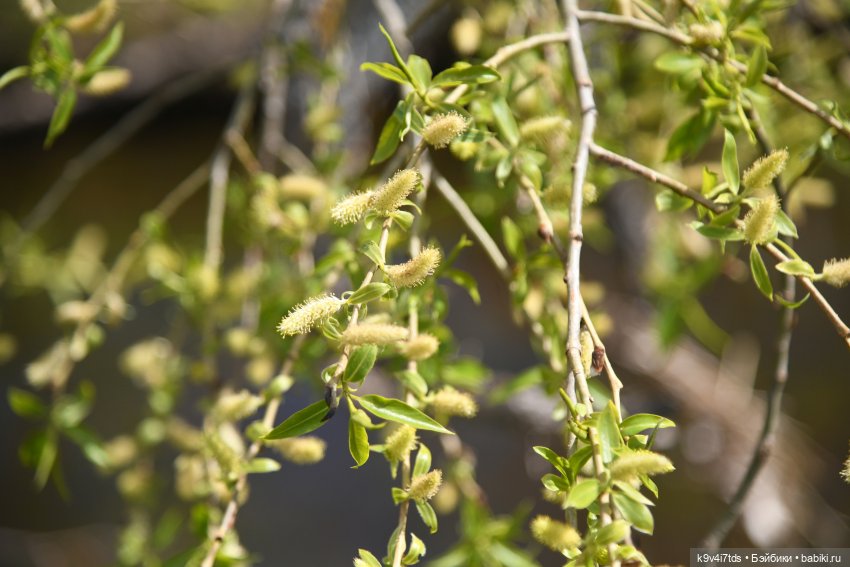 Красавица Сиун. Сиун/Xióng Xióng от Ruby Red/Руби Ред. Номер куклы 192
