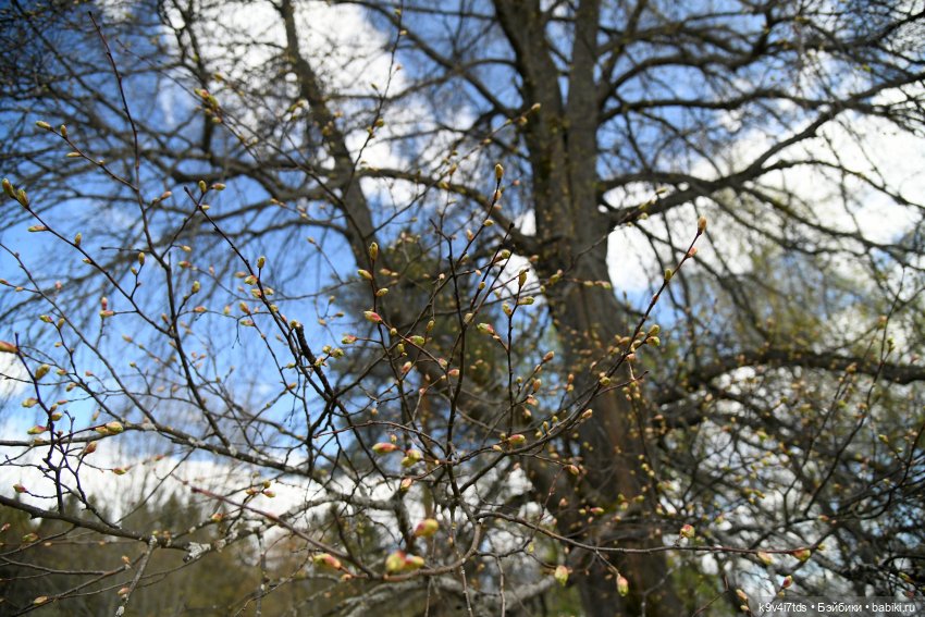 Красавица Сиун. Сиун/Xióng Xióng от Ruby Red/Руби Ред. Номер куклы 192