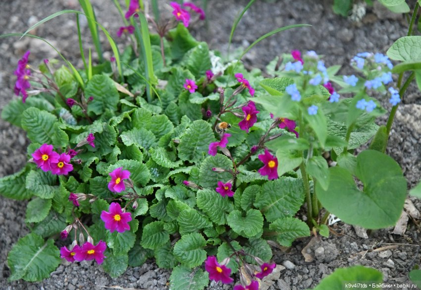 Красавица Сиун. Сиун/Xióng Xióng от Ruby Red/Руби Ред. Номер куклы 192