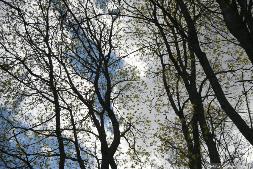 Красавица Сиун. Сиун/Xióng Xióng от Ruby Red/Руби Ред. Номер куклы 192