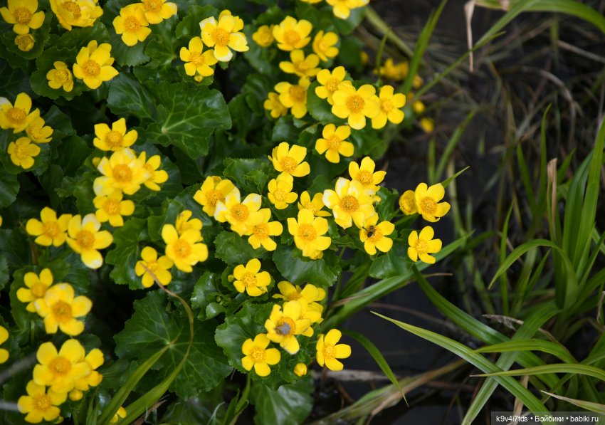 Красавица Сиун. Сиун/Xióng Xióng от Ruby Red/Руби Ред. Номер куклы 192