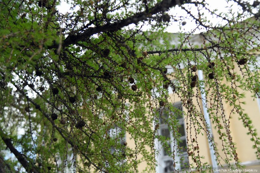 Красавица Сиун. Сиун/Xióng Xióng от Ruby Red/Руби Ред. Номер куклы 192