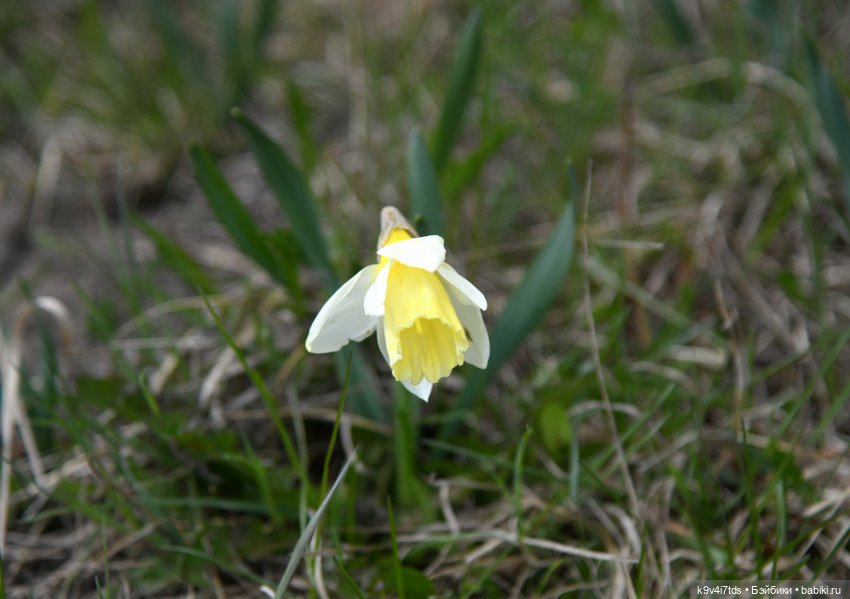 Красавица Сиун. Сиун/Xióng Xióng от Ruby Red/Руби Ред. Номер куклы 192