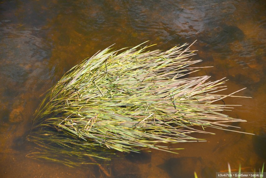 Красавица Сиун. Сиун/Xióng Xióng от Ruby Red/Руби Ред. Номер куклы 192