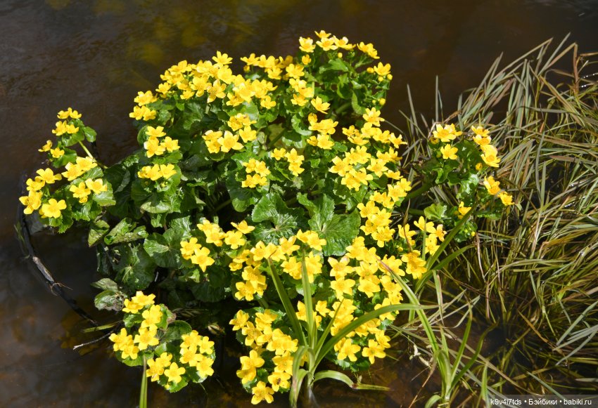 Красавица Сиун. Сиун/Xióng Xióng от Ruby Red/Руби Ред. Номер куклы 192