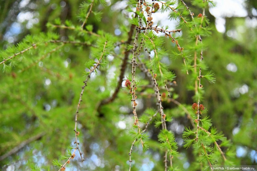 Красавица Сиун. Сиун/Xióng Xióng от Ruby Red/Руби Ред. Номер куклы 192