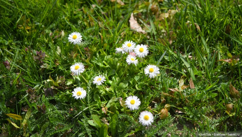 Красавица Сиун. Сиун/Xióng Xióng от Ruby Red/Руби Ред. Номер куклы 192
