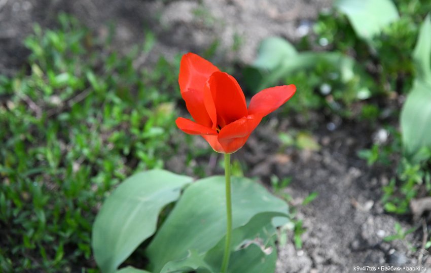 Красавица Сиун. Сиун/Xióng Xióng от Ruby Red/Руби Ред. Номер куклы 192