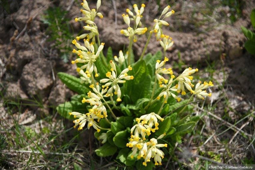 Красавица Сиун. Сиун/Xióng Xióng от Ruby Red/Руби Ред. Номер куклы 192