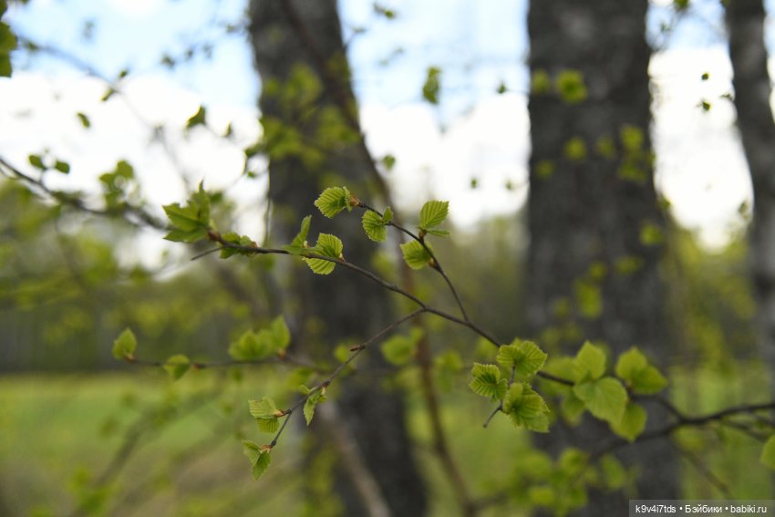 Красавица Сиун. Сиун/Xióng Xióng от Ruby Red/Руби Ред. Номер куклы 192
