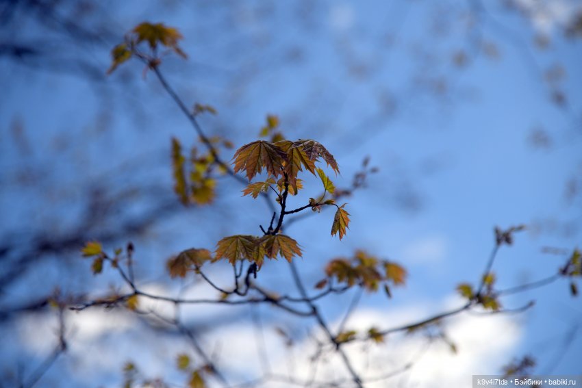 Красавица Сиун. Сиун/Xióng Xióng от Ruby Red/Руби Ред. Номер куклы 192