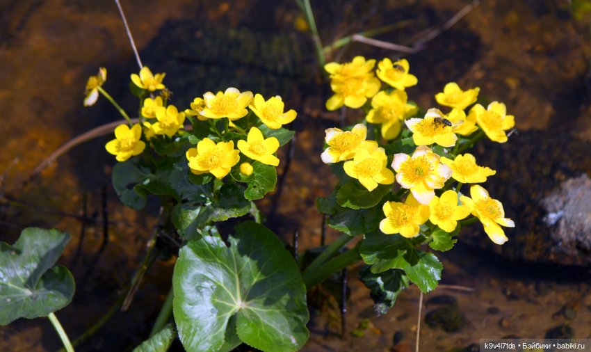 Красавица Сиун. Сиун/Xióng Xióng от Ruby Red/Руби Ред. Номер куклы 192