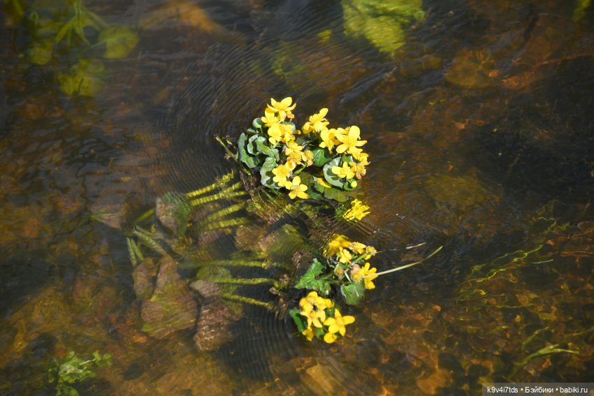 Красавица Сиун. Сиун/Xióng Xióng от Ruby Red/Руби Ред. Номер куклы 192