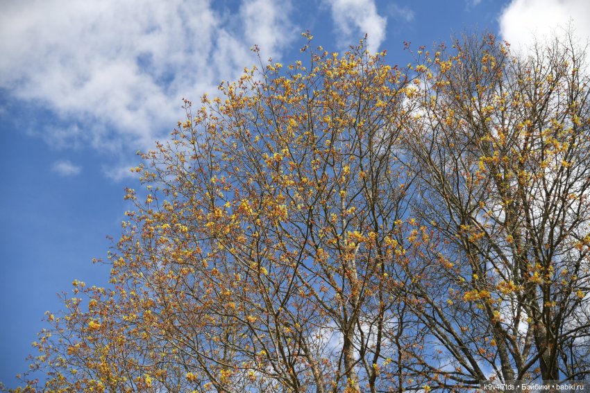 Красавица Сиун. Сиун/Xióng Xióng от Ruby Red/Руби Ред. Номер куклы 192