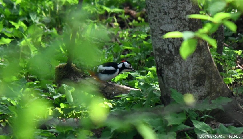 Аксюша в Берново — Куклы Heidi Plusczok (Хайди/Хейди Плюсчок) — фото (фото 4)