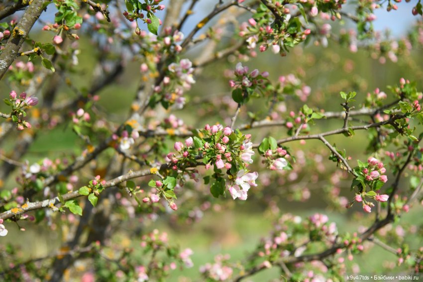Аксюша в Берново — Куклы Heidi Plusczok (Хайди/Хейди Плюсчок) — фото