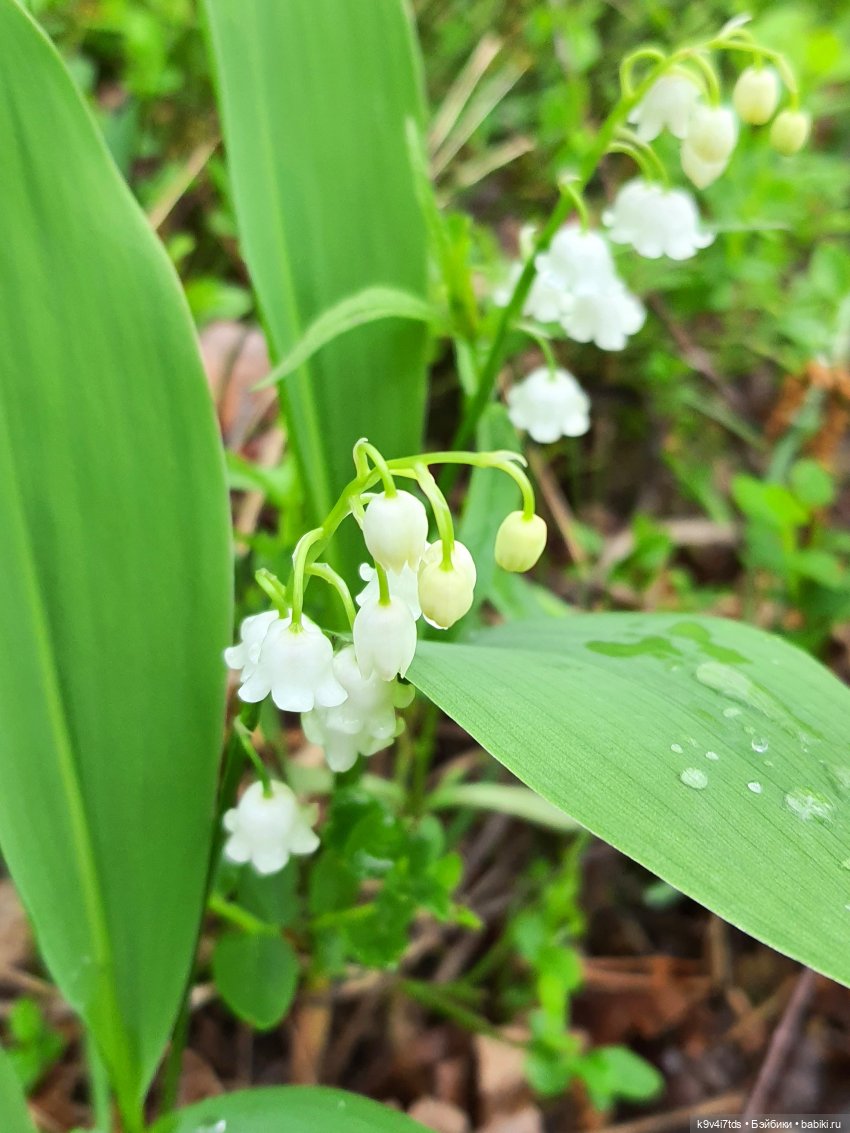 Время Ландышей — Куклы Sylvia Natterer (Сильвия Наттерер): Gotz