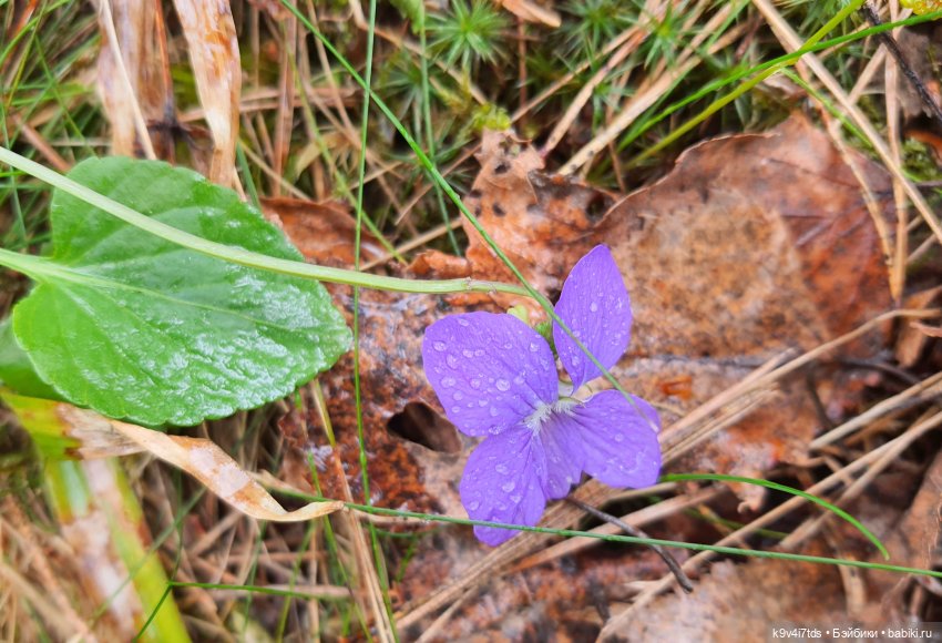 Время Ландышей — Куклы Sylvia Natterer (Сильвия Наттерер): Gotz