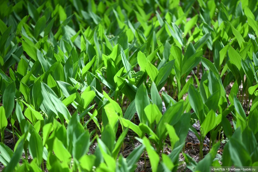 Аксюшина Весна — Куклы Heidi Plusczok (Хайди/Хейди Плюсчок) — фото (фото 4)