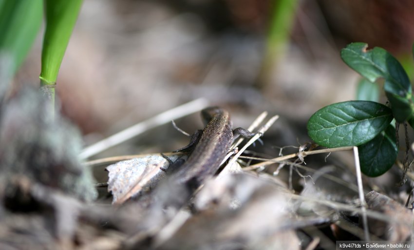 Аксюшина Весна — Куклы Heidi Plusczok (Хайди/Хейди Плюсчок) — фото (фото 3)