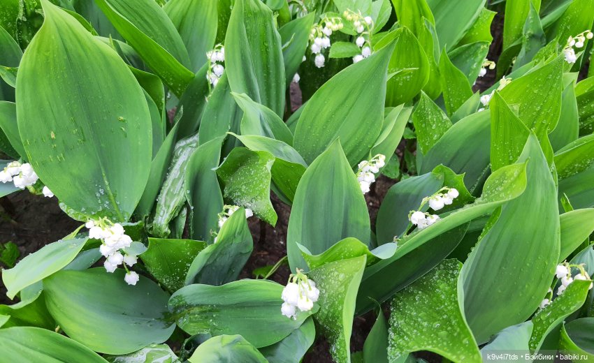 Время Ландышей — Куклы Sylvia Natterer (Сильвия Наттерер): Gotz (фото 2)