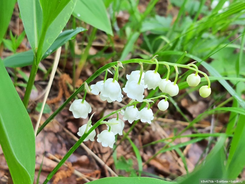 Время Ландышей — Куклы Sylvia Natterer (Сильвия Наттерер): Gotz