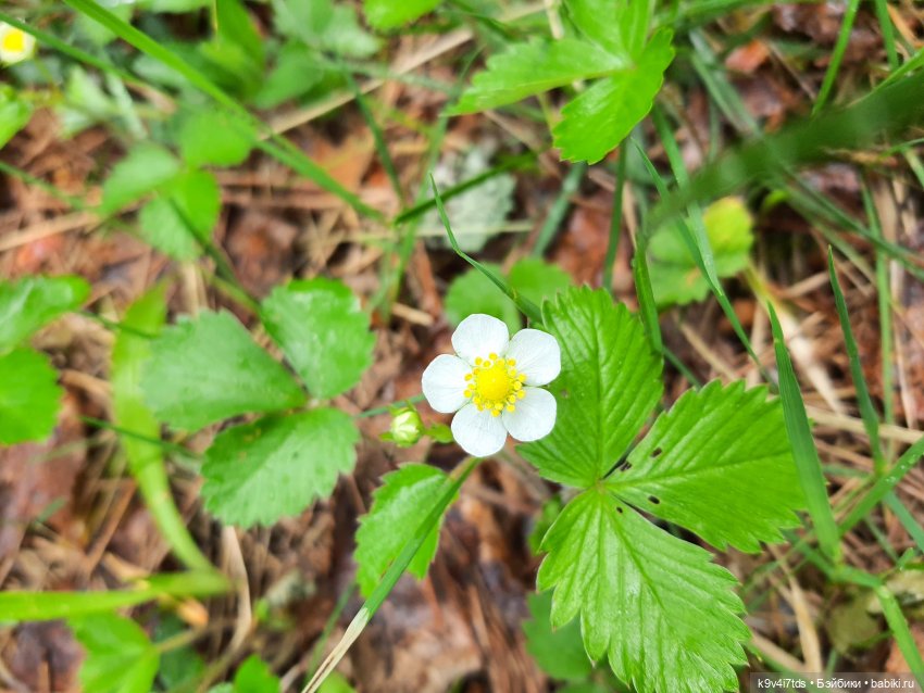 Время Ландышей — Куклы Sylvia Natterer (Сильвия Наттерер): Gotz