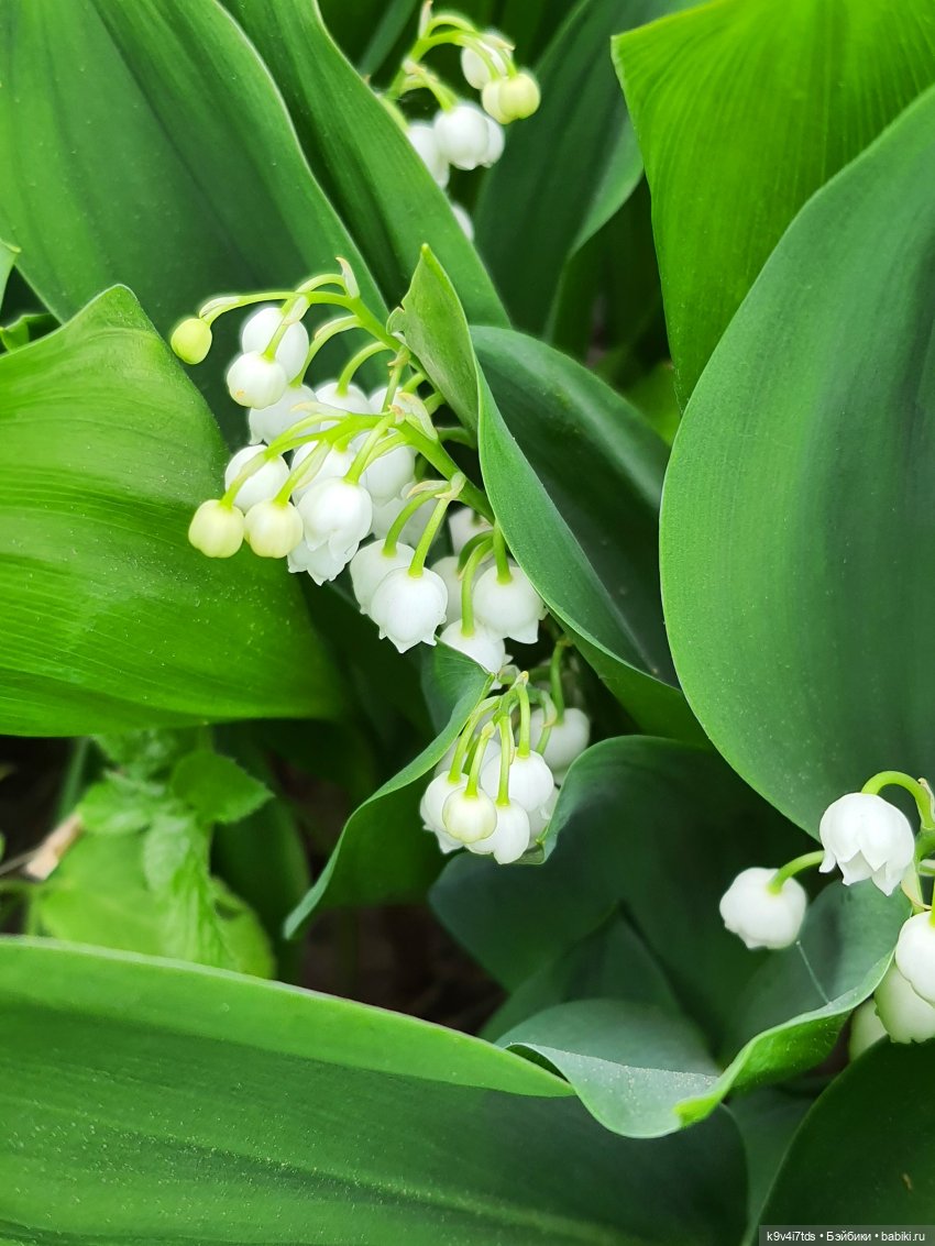 Время Ландышей — Куклы Sylvia Natterer (Сильвия Наттерер): Gotz