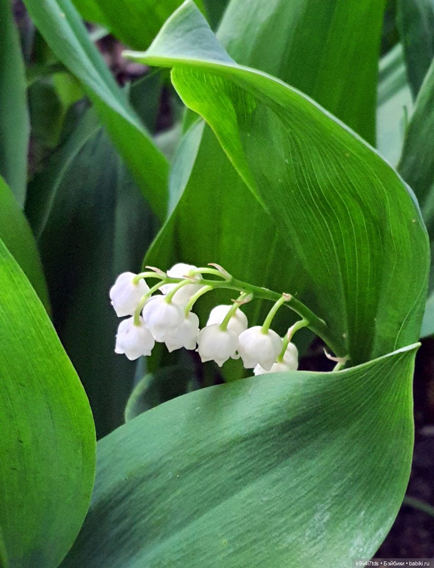 Время Ландышей — Куклы Sylvia Natterer (Сильвия Наттерер): Gotz