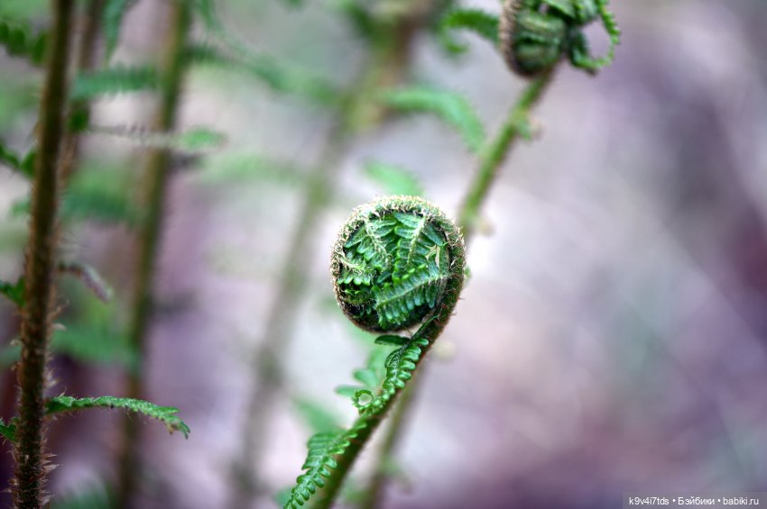 Аксюшина Весна — Куклы Heidi Plusczok (Хайди/Хейди Плюсчок) — фото