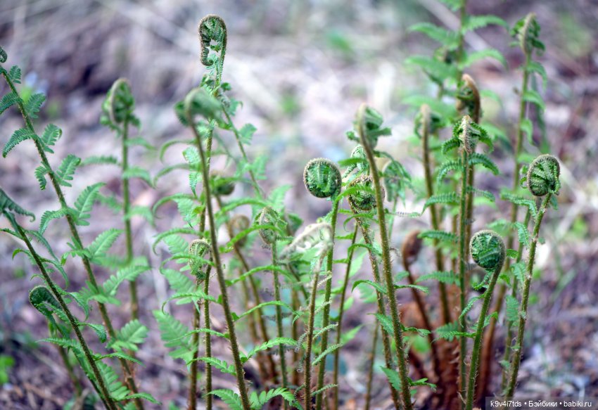 Аксюшина Весна — Куклы Heidi Plusczok (Хайди/Хейди Плюсчок) — фото
