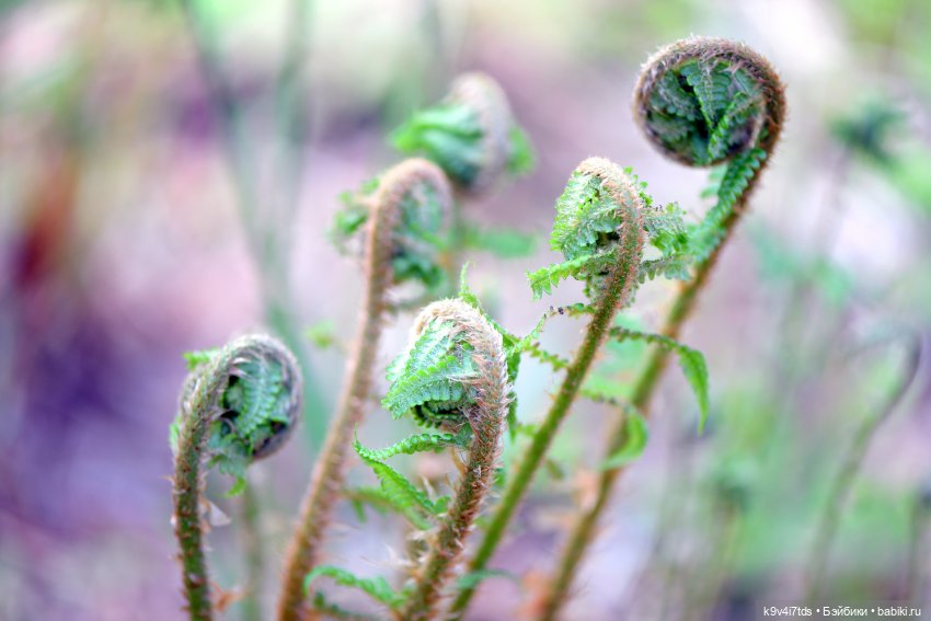 Аксюшина Весна — Куклы Heidi Plusczok (Хайди/Хейди Плюсчок) — фото