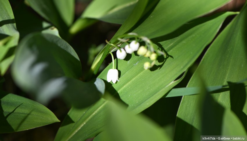 Аксюшина Весна — Куклы Heidi Plusczok (Хайди/Хейди Плюсчок) — фото