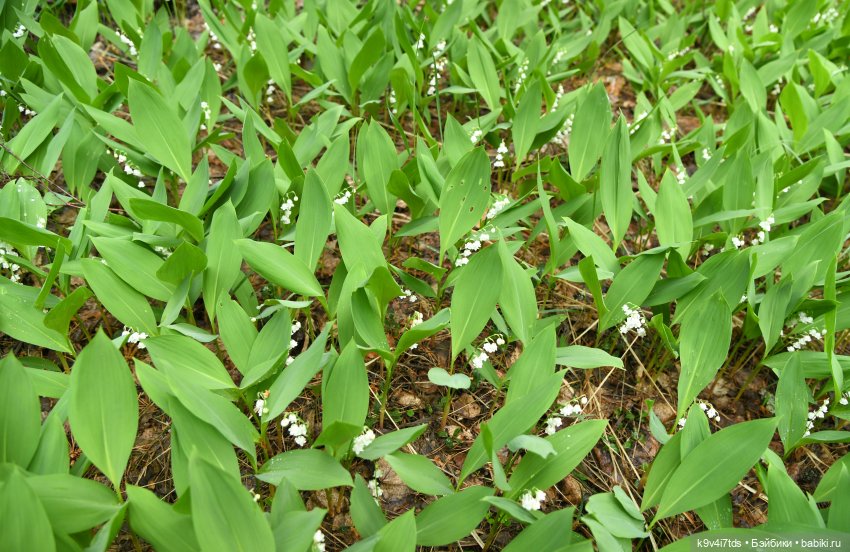 Аксюшина Весна — Куклы Heidi Plusczok (Хайди/Хейди Плюсчок) — фото (фото 5)