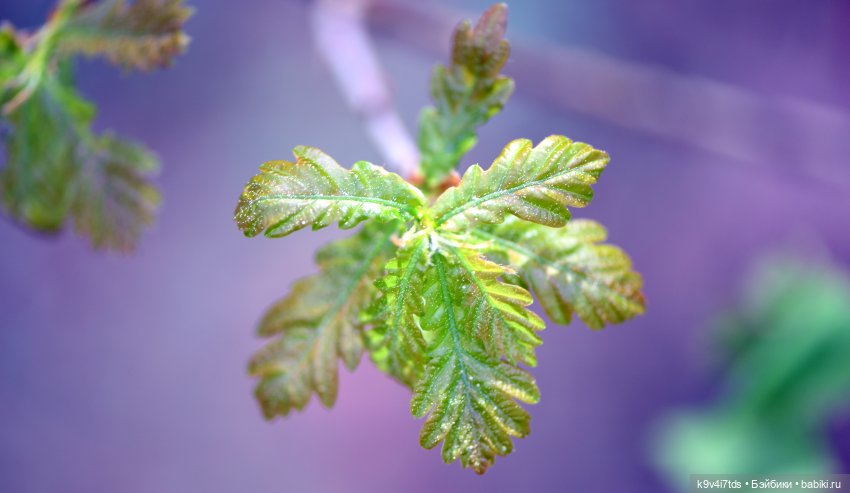 Аксюшина Весна — Куклы Heidi Plusczok (Хайди/Хейди Плюсчок) — фото