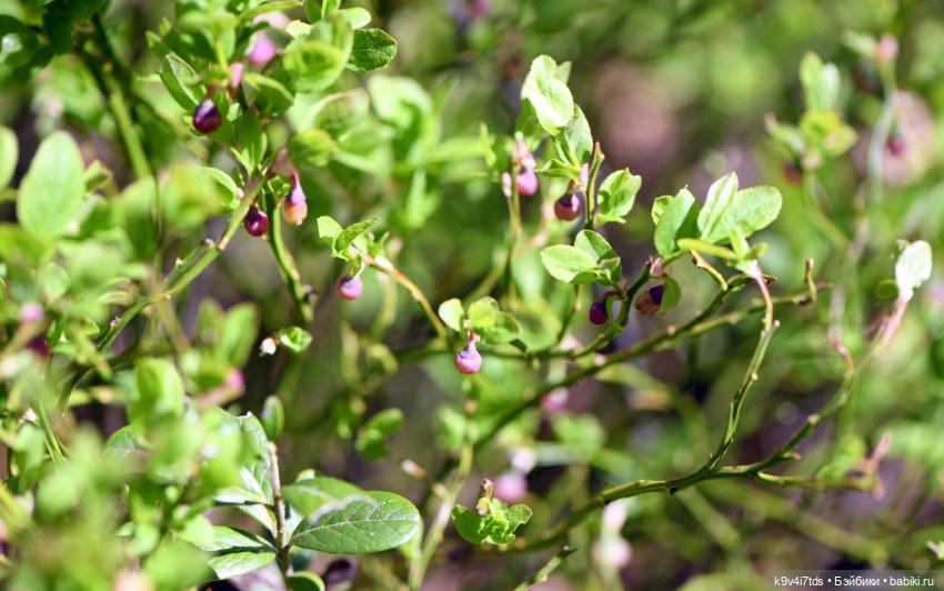 Аксюшина Весна — Куклы Heidi Plusczok (Хайди/Хейди Плюсчок) — фото