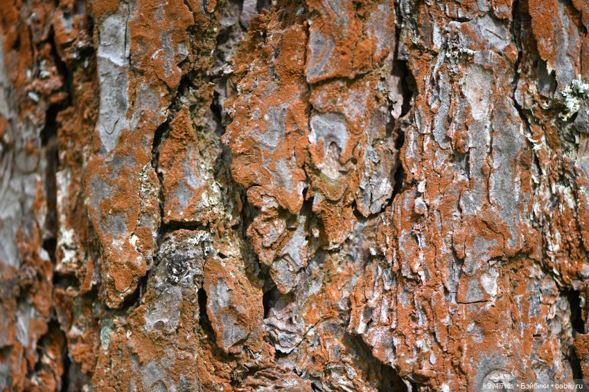 Аксюшина Весна — Куклы Heidi Plusczok (Хайди/Хейди Плюсчок) — фото